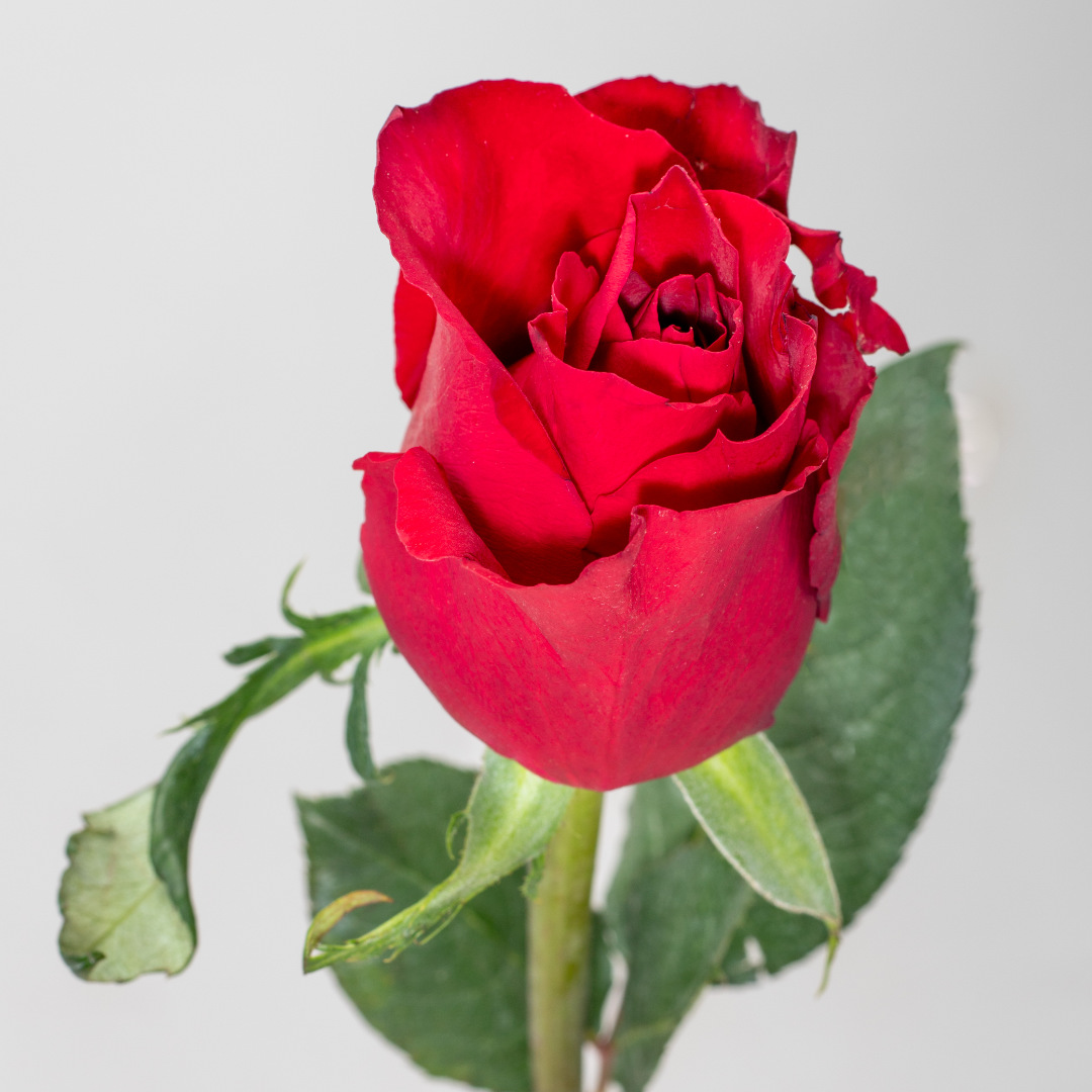 EverRed - Flawless Empire LTD