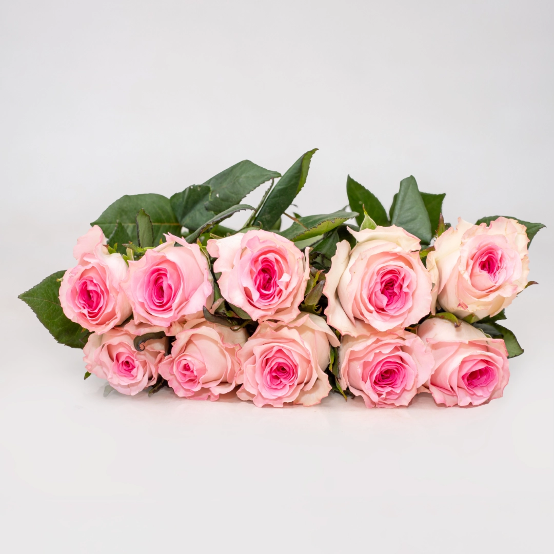 ☆ROSE☆ Mandala - Flawless Empire LTD