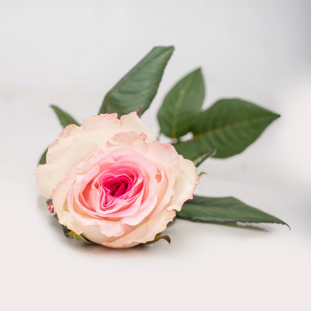 ☆ROSE☆ Classic Cezanne Standard Rose