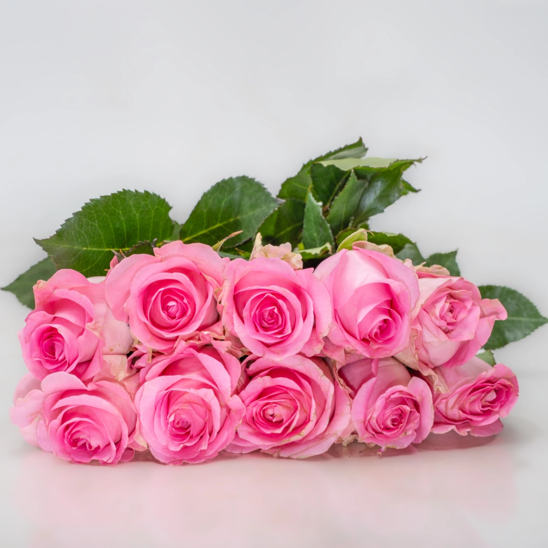 Revival Rose