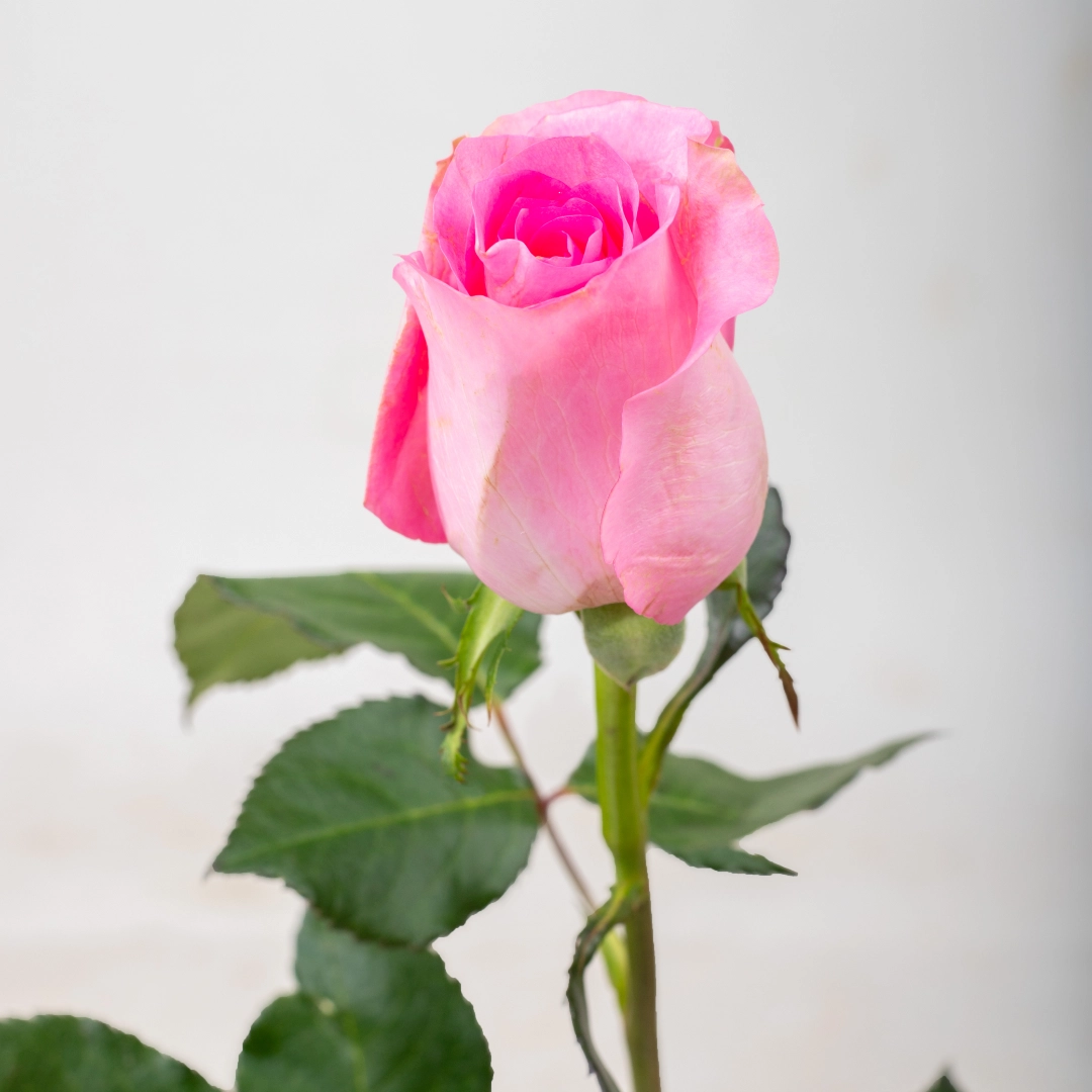 Revival Rose4